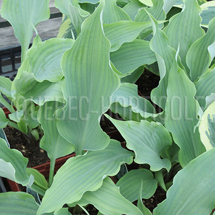 image de Hosta Neptune