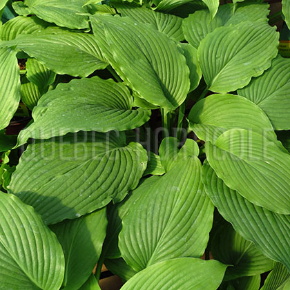 image de Hosta Niagara Falls