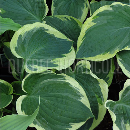 image de Hosta Northern Exposure