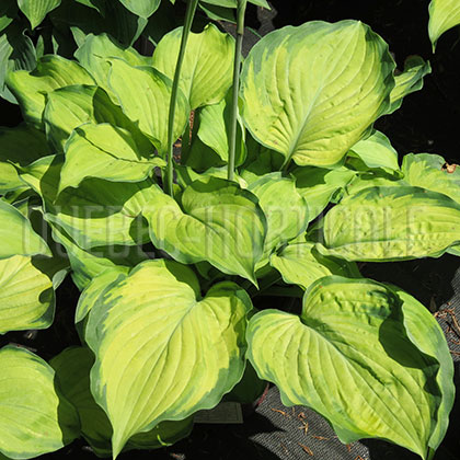 image de Hosta Old Glory