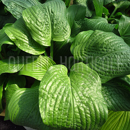 image de Hosta Osiris Obscur