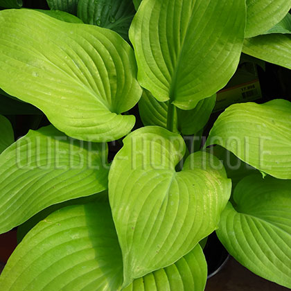 image de Hosta Osiris Ovation