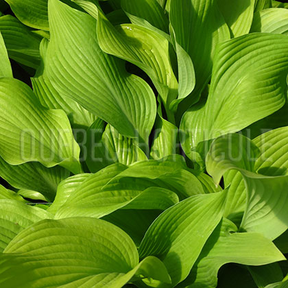 image de Hosta Osiris Soleil Levant