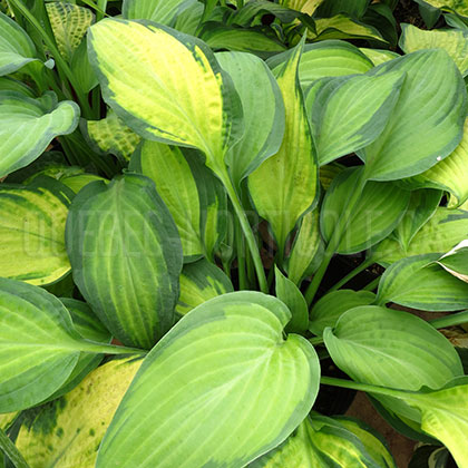 image de Hosta Paul's Glory