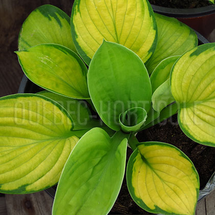 image de Hosta Rainforest Sunrise