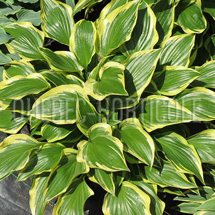 image de Hosta Red Hot Poker