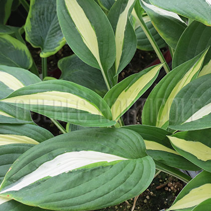 image de Hosta Risky Business