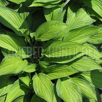 image de Hosta Rossing's Pride