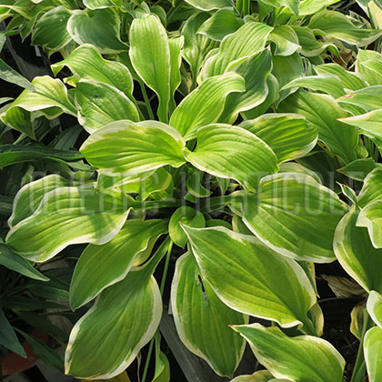 image de Hosta Shade Fanfare