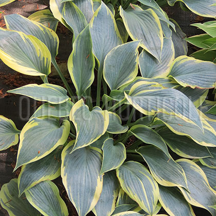 image de Hosta Sleeping Beauty