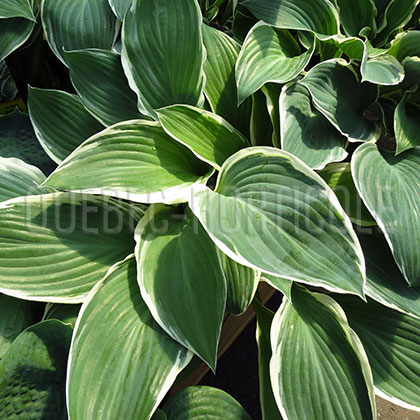 image de Hosta Tom Schmid