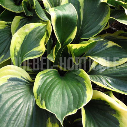 image de Hosta Twilight