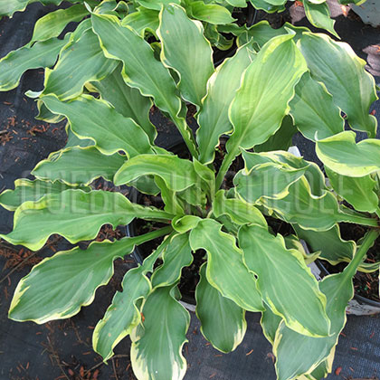 image de Hosta Wheee!