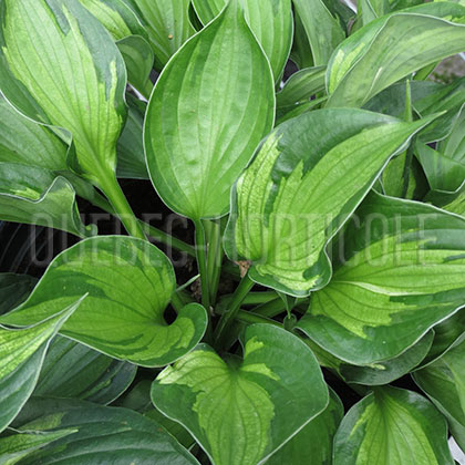 image de Hosta Whirlwind