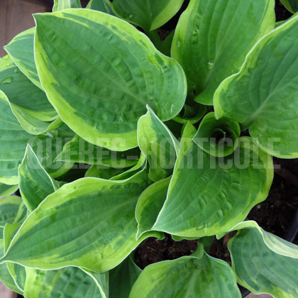 image de Hosta Wide Brim