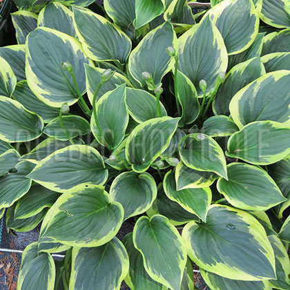 image de Hosta Winsome