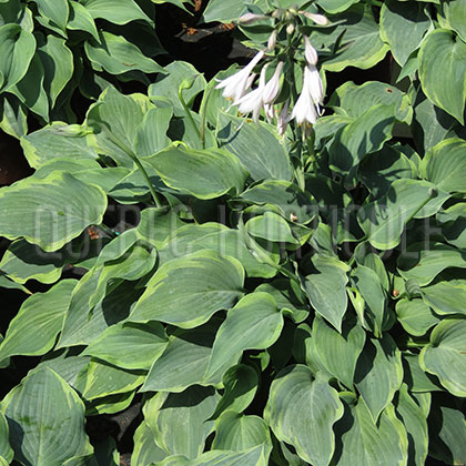 image de Hosta Wolly Bully