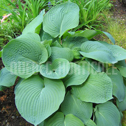 image de Hosta sieboldiana elegans 