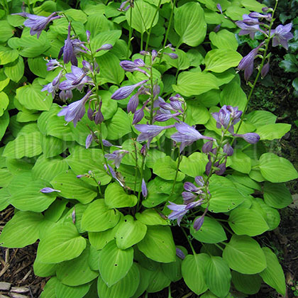 image de Hosta Golden Scepter