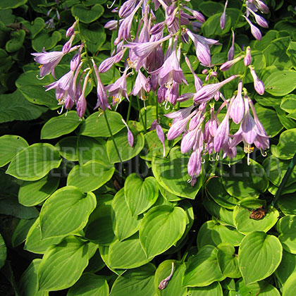 image de Hosta Golden Tiara