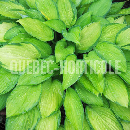 image de Hosta Gold Standard