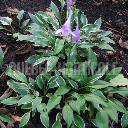 image de Hosta Little White Lines