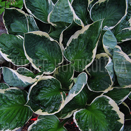 image de Hosta Minuteman