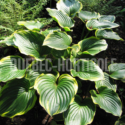 image de Hosta Sagae