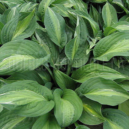 image de Hosta Striptease