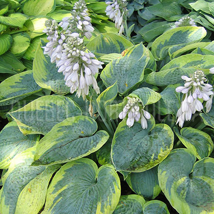 image de Hosta Tokudama Flavocircinalis