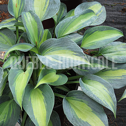 image de Hosta Touch of Class