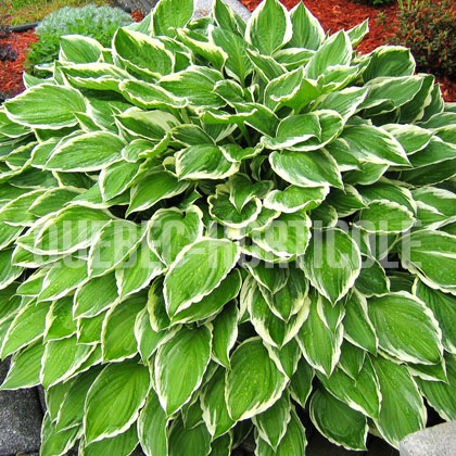 image de Hosta Undulata Albomarginata