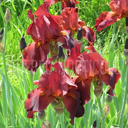 image de Iris x germanica Sultan's Palace