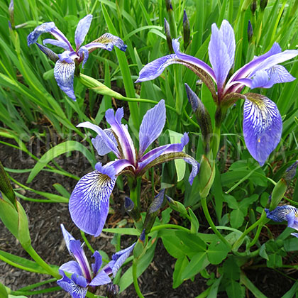 image de Iris versicolor 