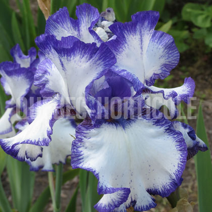 image de Iris x germanica 