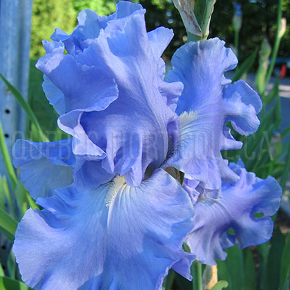 image de Iris x germanica 