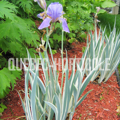 image de Iris pallida Argentea Variegata