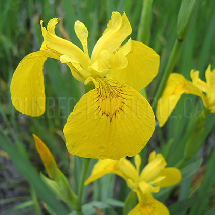 image de Iris pseudacorus 