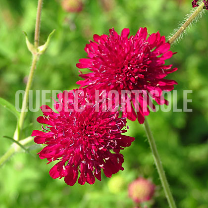 image de Knautia macedonica 