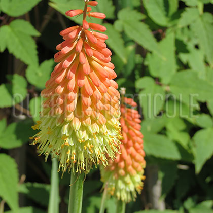 image de Kniphofia Flamenco