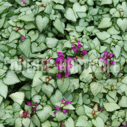 image de Lamium maculatum Beacon Silver