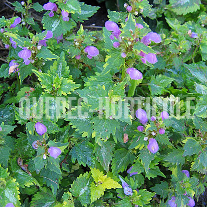 image de Lamium maculatum Golden Anniversary