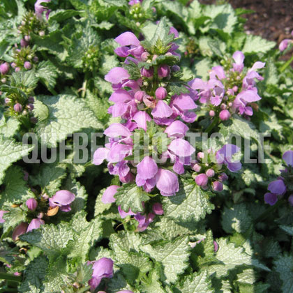 image de Lamium maculatum Orchid Frost