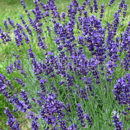 image de Lavandula angustifolia Hidcote