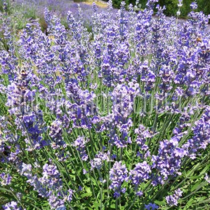 image de Lavandula angustifolia ( L. vera ) 