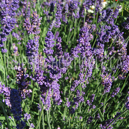 image de Lavandula angustifolia Potpourri Dark Purple 