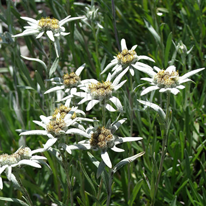 image de Leontopodium alpinum 