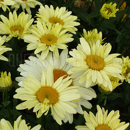 image de Leucanthemum x superbum Banana Cream