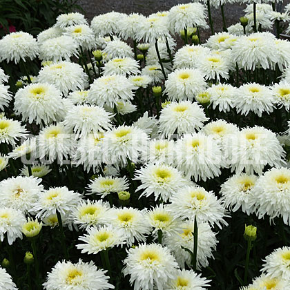 image de Leucanthemum x superbum Fiona Coghill