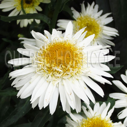 image de Leucanthemum x superbum Real Glory